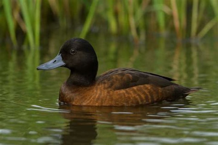 What is a black headed duck called?