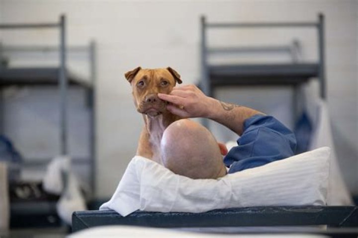 What is a prison program for dogs?