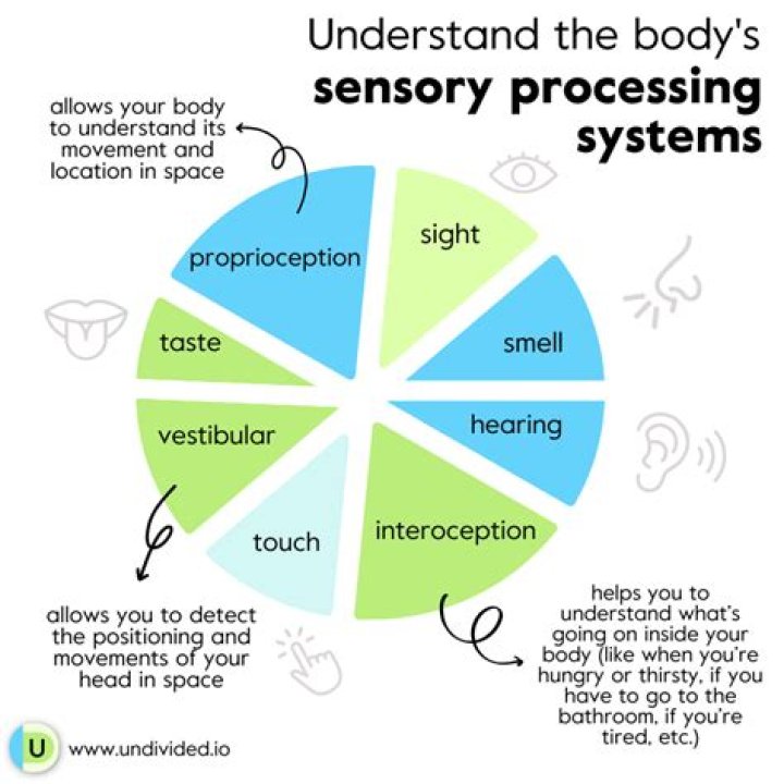 What is an OT-1 mouse?
