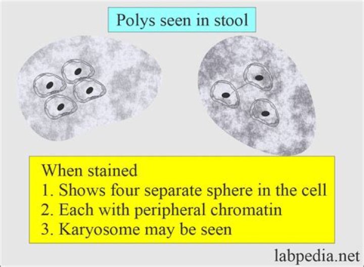 What is bacteria in stool called?