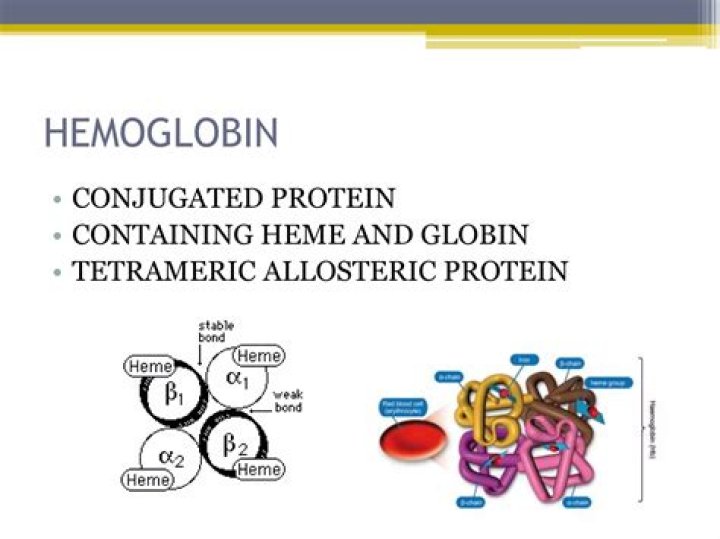 What is hemoglobin Tetrameric?