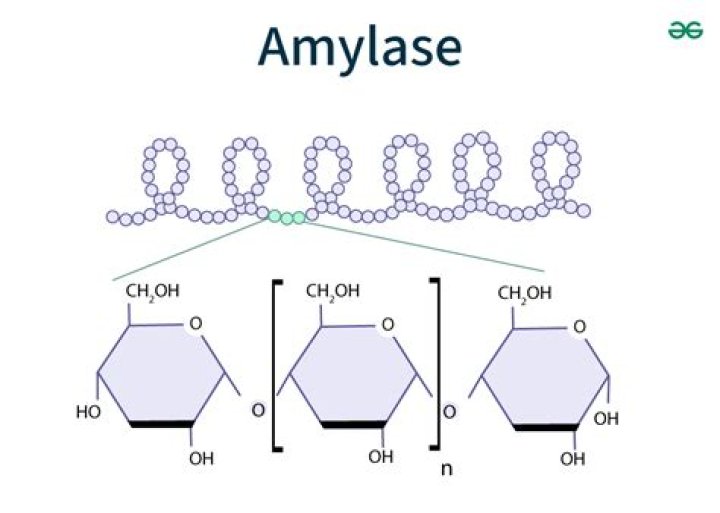 What is P amylase?