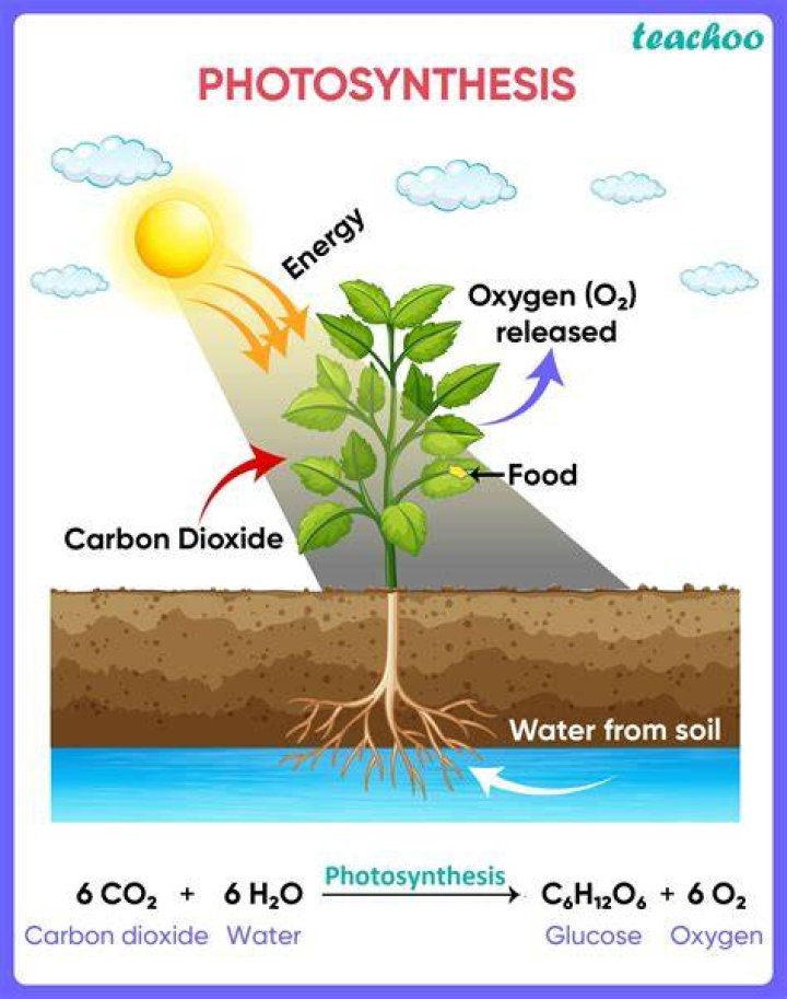What is photosynthesis question?