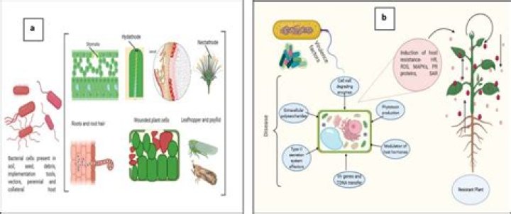 What is plant pathogenic microbes?