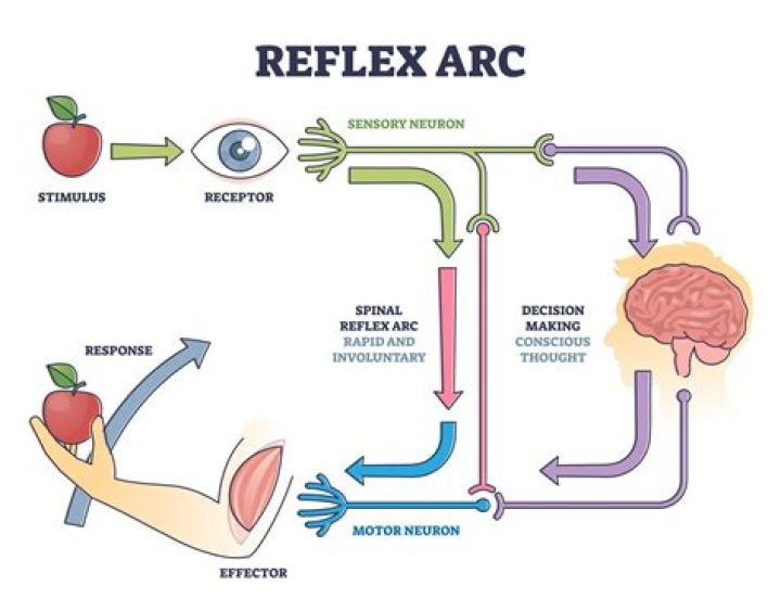 What is somatic reflex?