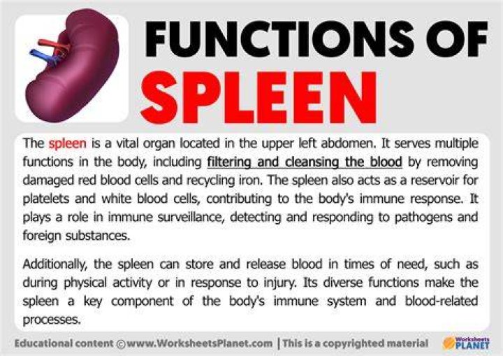 What is spleen and its function?