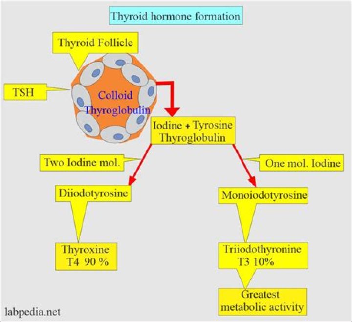 What is T3 hormone function?