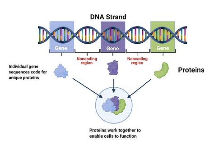 What is the best DNA mod?