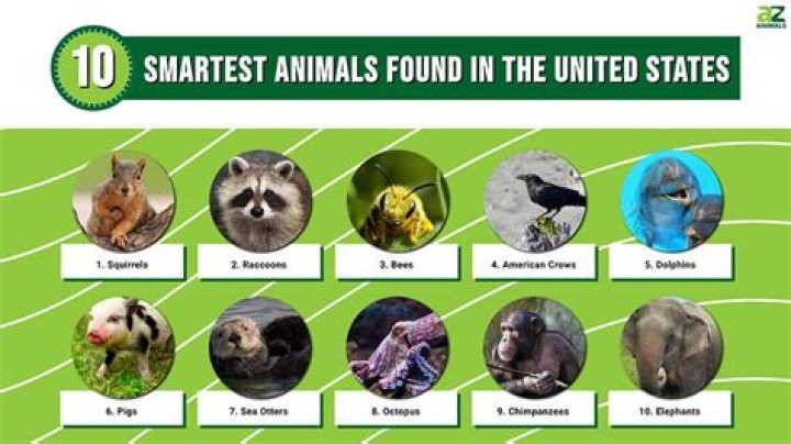 What is the least intelligent primate?