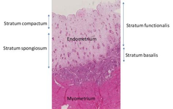 What is the stratum Functionalis?