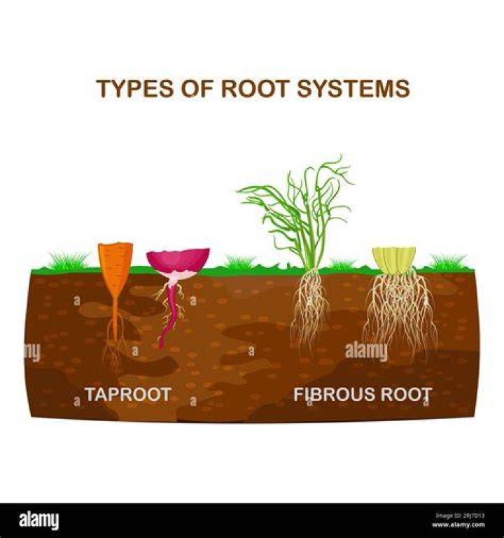 What is the strongest root system?