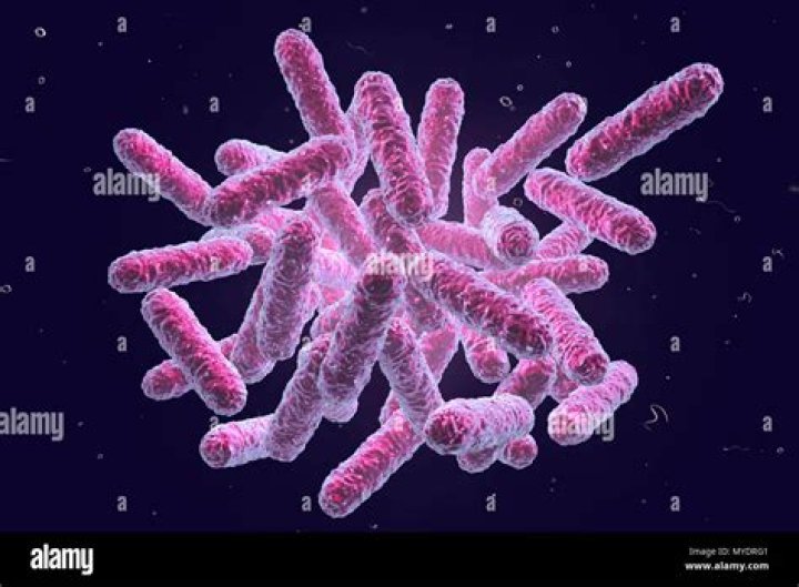What shape is Enterobacteriaceae?