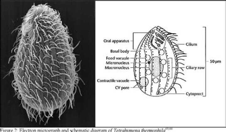 What temperature does Tetrahymena prefer?