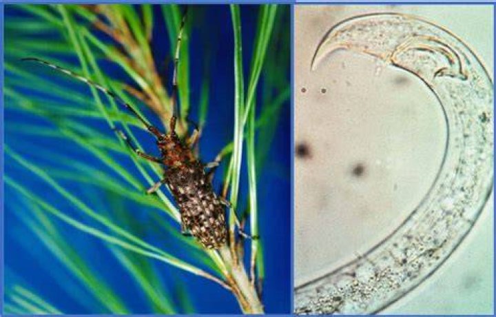 What test do we use to identify pine wilt nematode?