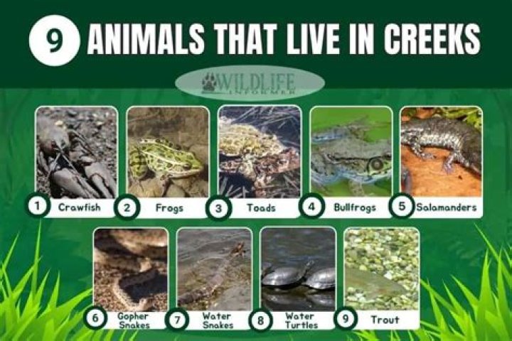 What things live in creeks?