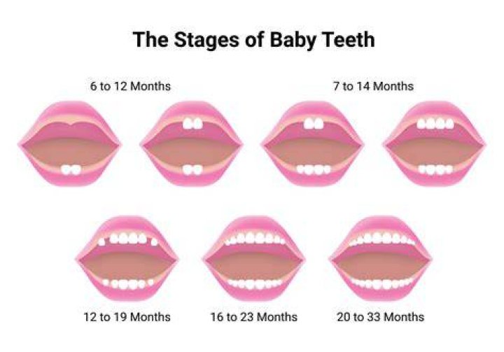 When do teeth start to bud in embryo?