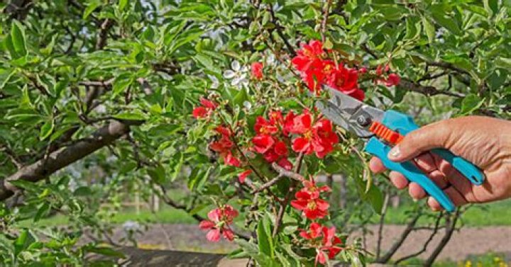 When should oleanders be cut back?