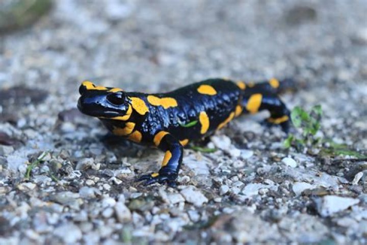 Where can I train with a black salamander?