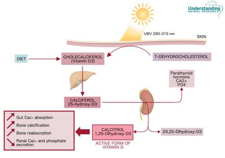 Where does cholecalciferol come from?