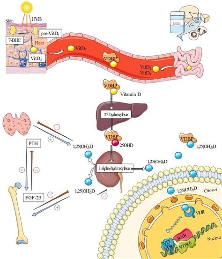 Where is 1 alpha hydroxylase located?