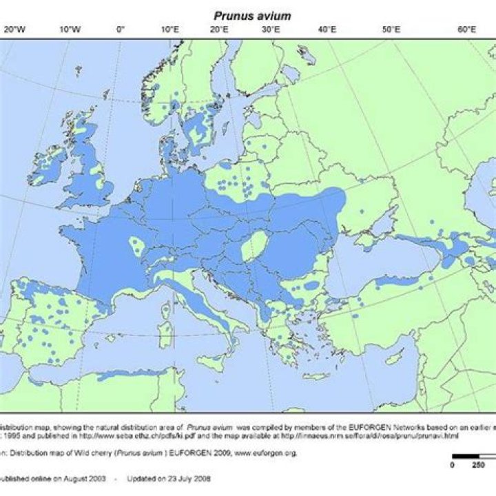 Where is Fagus sylvatica native to?