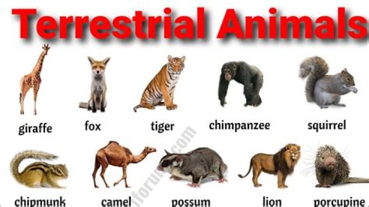 Which animals are called terrestrial animals?