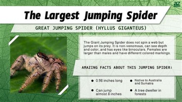 Which is the biggest jumping spider?