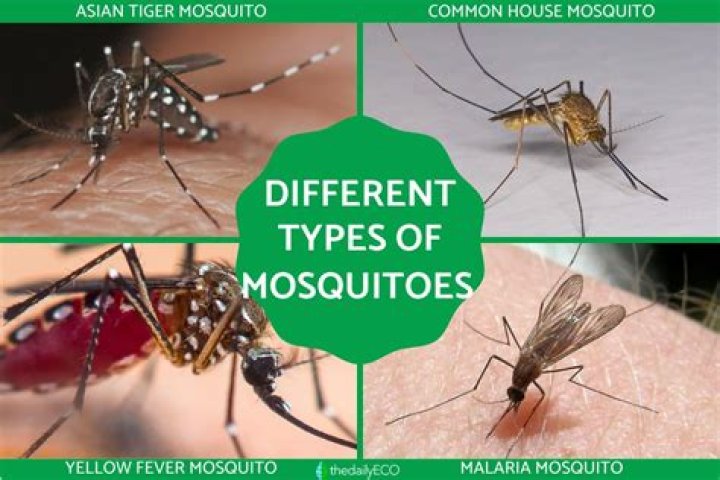 Which mosquitoes are the most aggressive?