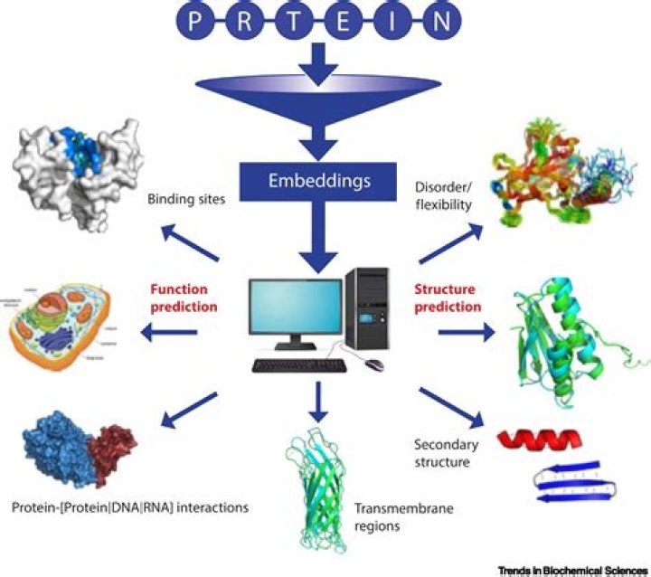 Which software is used for protein structure analysis?
