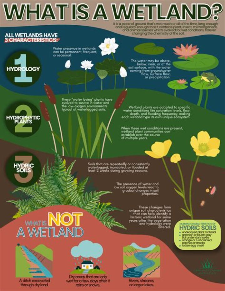 Why are wetlands important PDF?