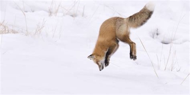 Why do foxes dive into snow?