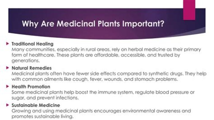 Why is medicinal plants important?