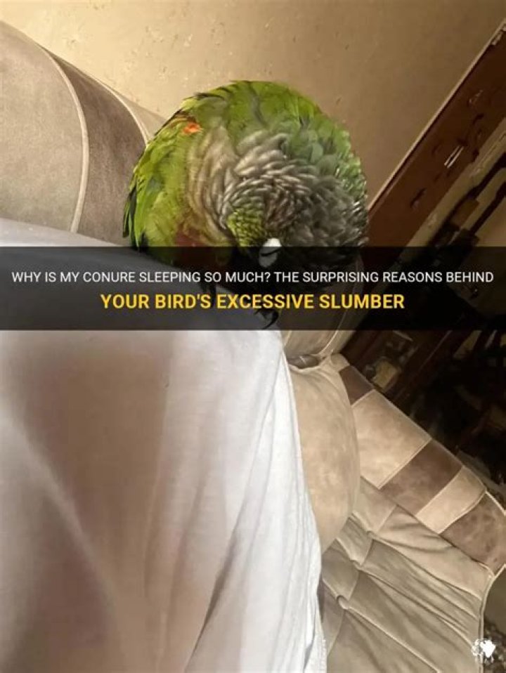 Why is my Conure sleeping all day?